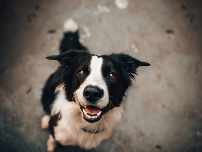 Dove accarezzare il cane per farlo contento? Amici e Natura iTALIA Dove accarezzare il cane per farlo contento? Amici e Natura iTALIA
